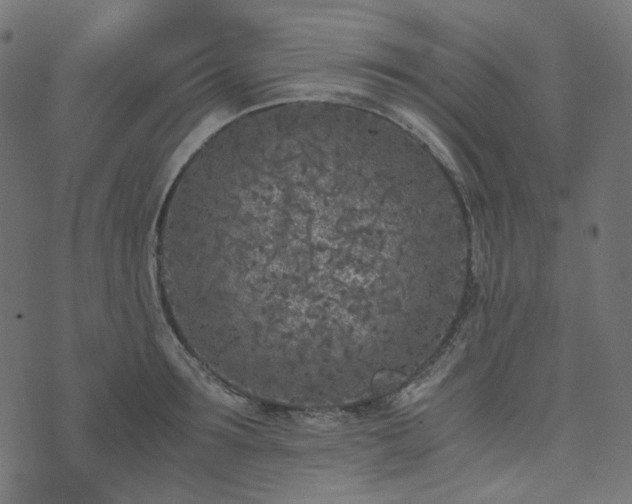 X0000073920899200608181046