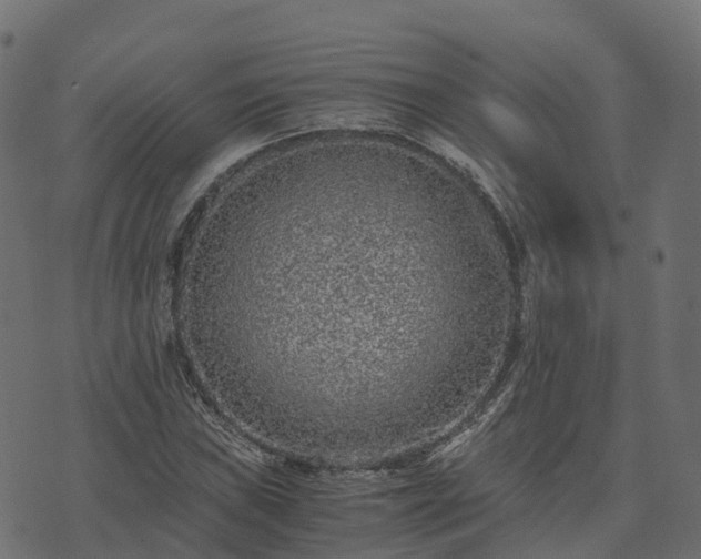 X0000073921019200608181044