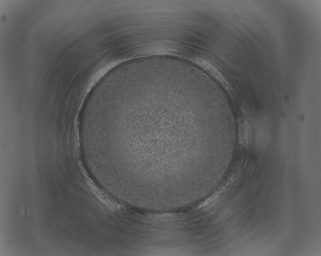 X0000073921031200608181044