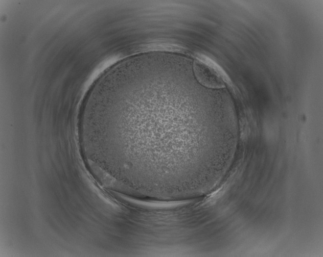 X0000073921043200608181044