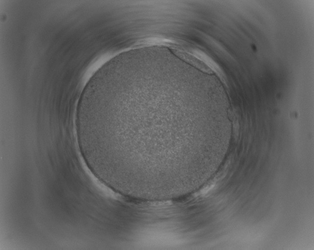 X0000073921055200608181044