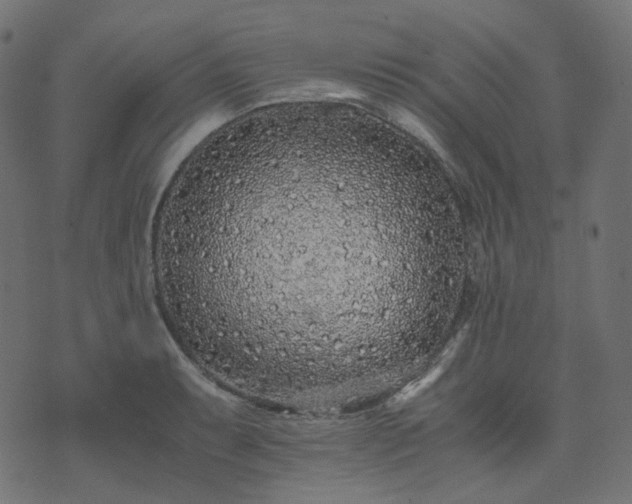 X0000073921087200608181043