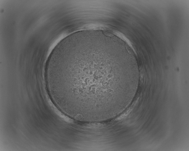 X0000073921091200608181043