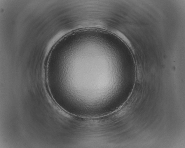 X0000073921096200608181043