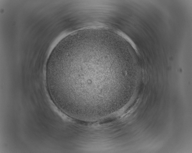 X0000073921099200608181043