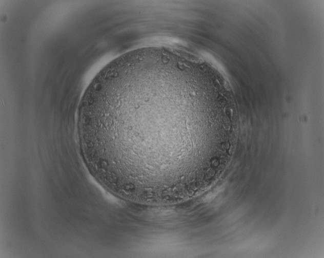 X0000073921103200608181043