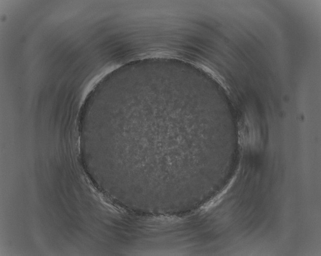 X0000073921117200608181042