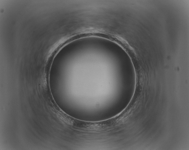 X0000073921167200608181042