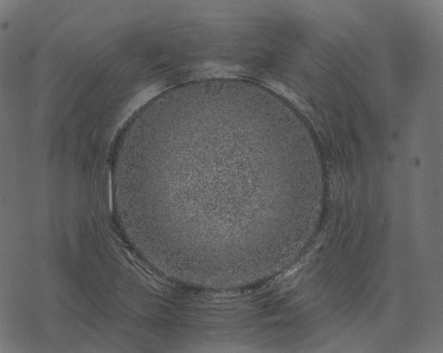 X0000073921219200608181041