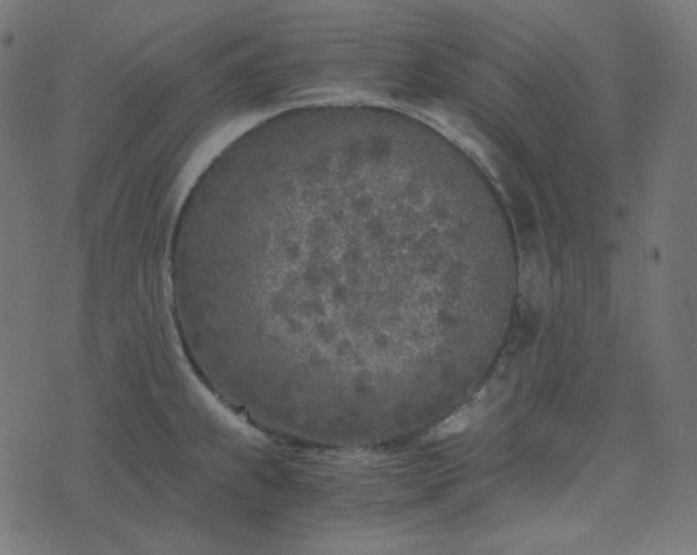 X0000073921239200608181041