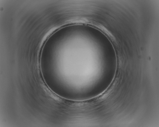 X0000073921240200608181041