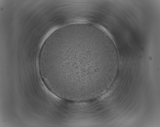 X0000073921243200608181041