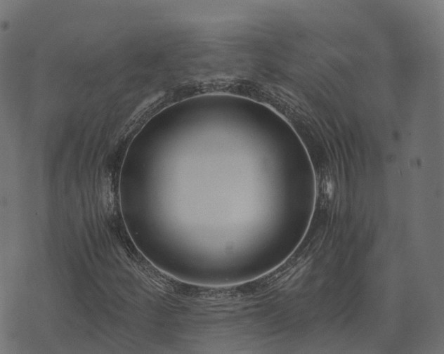 X0000073921252200608181040