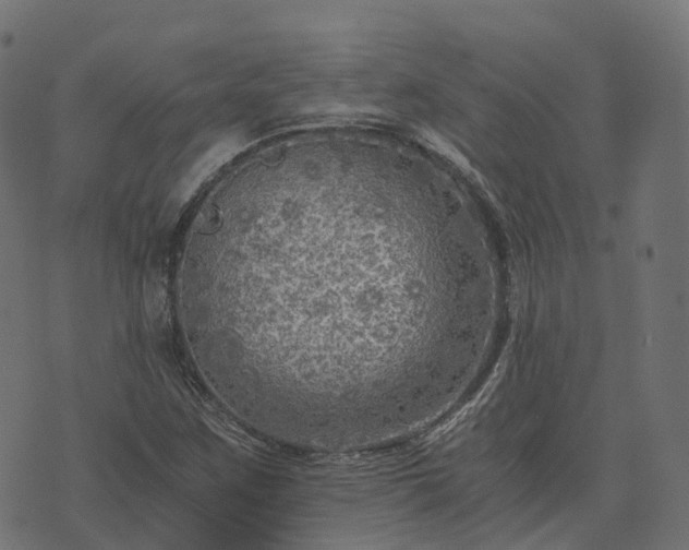 X0000073921259200608181040