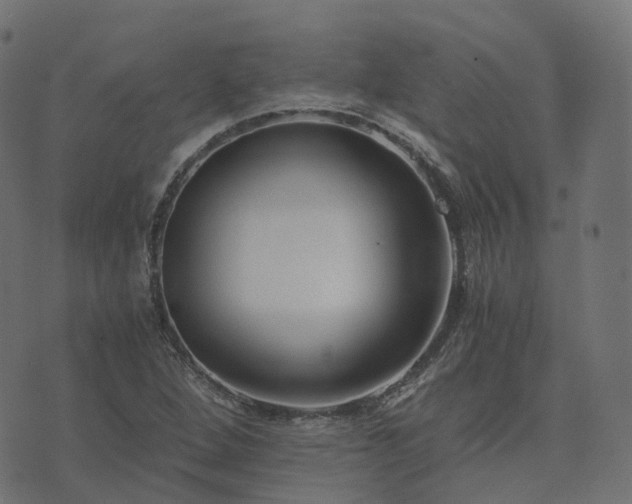 X0000073921264200608181040