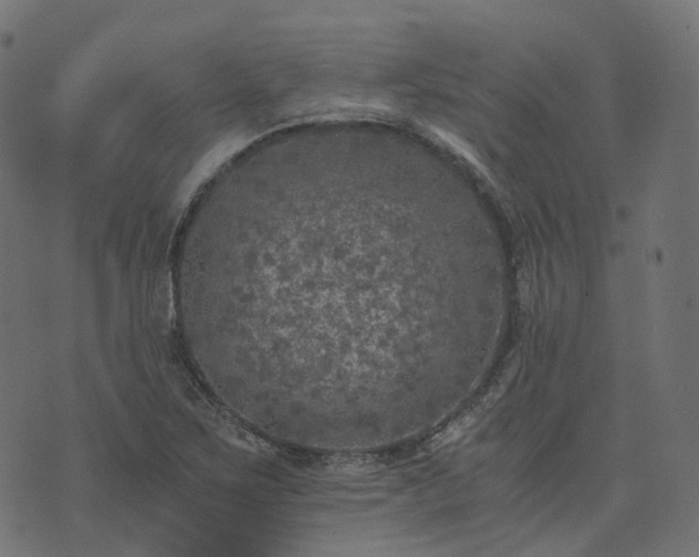 X0000073921267200608181040