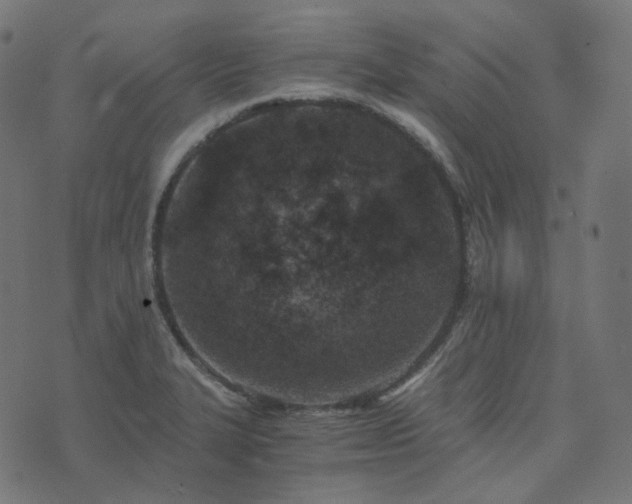 X0000073921327200608181039