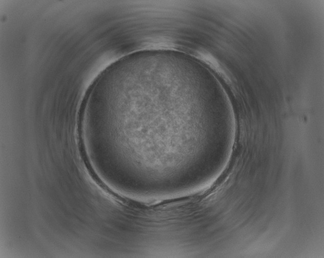 X0000073921331200608181039