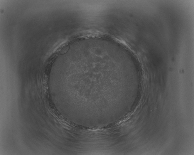 X0000073921399200608181037