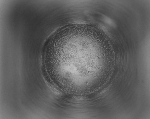 X0000073920351200608251555