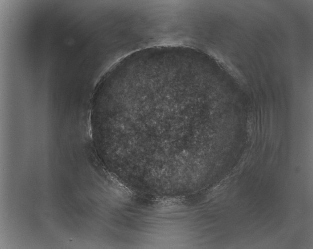 X0000073921262200608251540