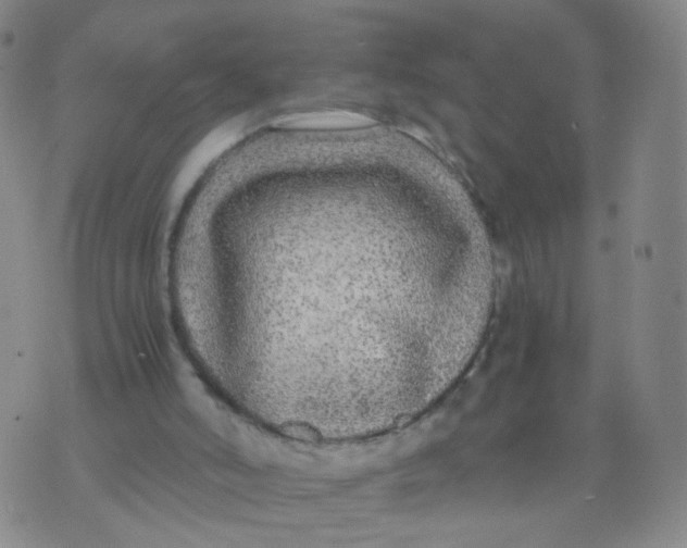 X0000073920006200609011821