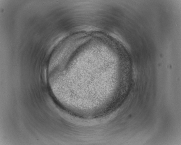 X0000073920014200609011821