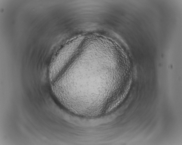 X0000073920018200609011821