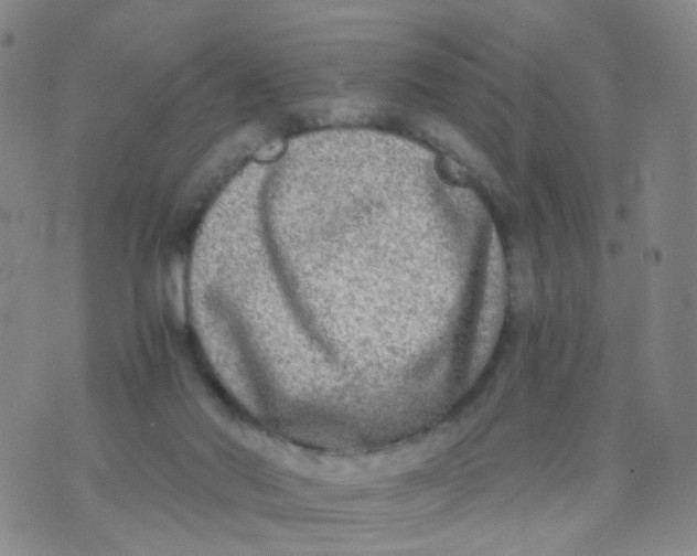 X0000073920022200609011820