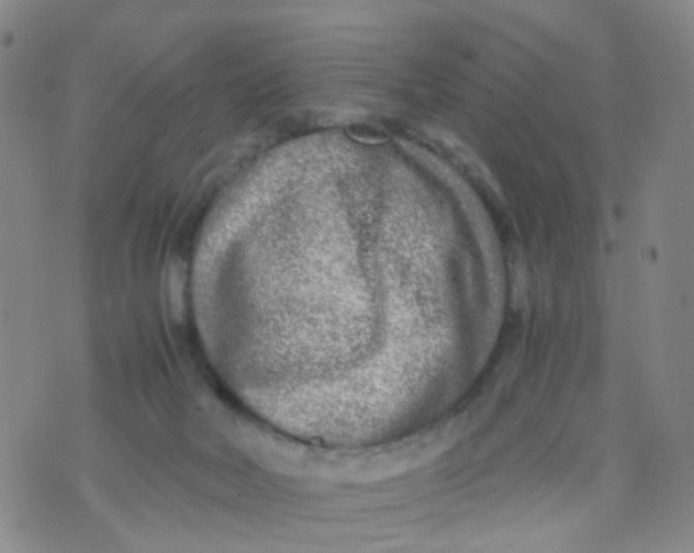 X0000073920026200609011820