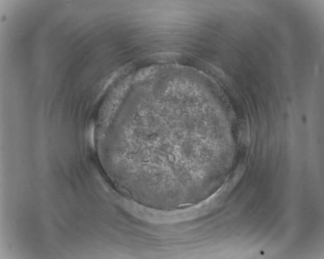 X0000073920047200609011820