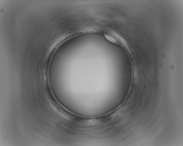 X0000073920059200609011819