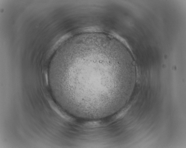 X0000073920061200609011819