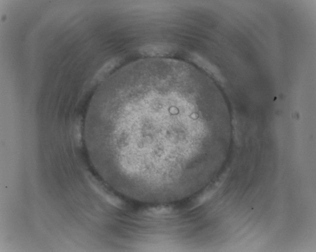 X0000073920065200609011819