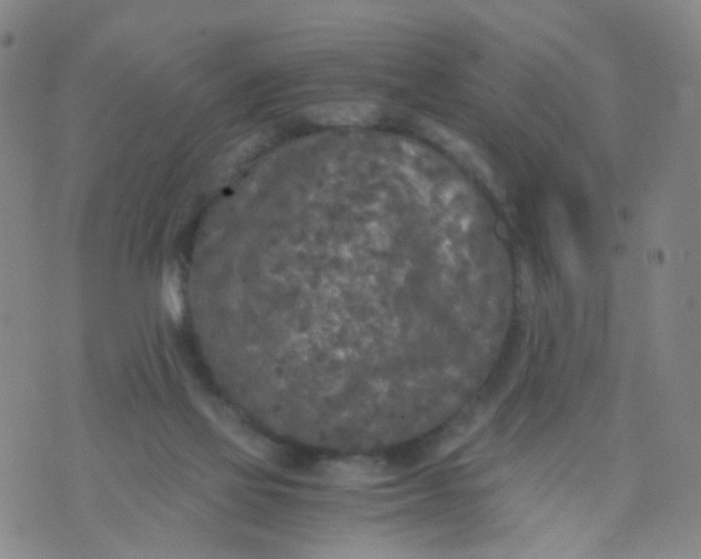 X0000073920069200609011820