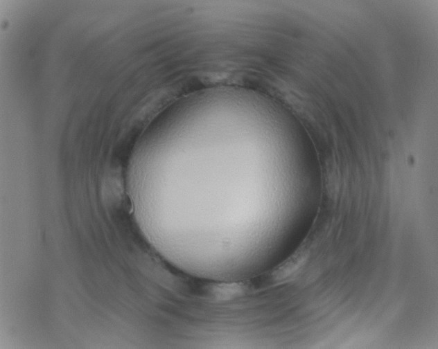 X0000073920085200609011820