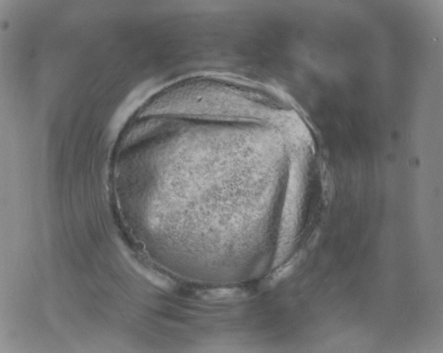 X0000073920151200609011818