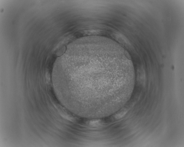 X0000073920173200609011818