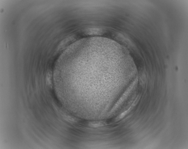 X0000073920175200609011818