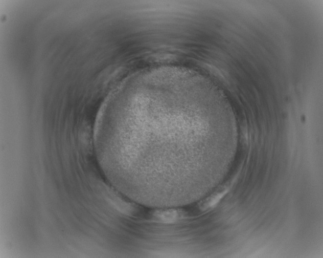 X0000073920181200609011818