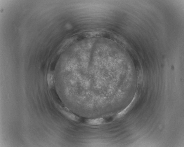 X0000073920191200609011818