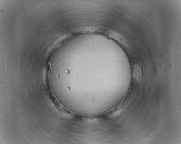 X0000073920206200609011817