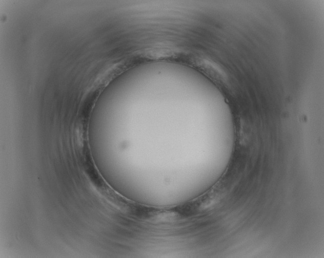 X0000073920210200609011817