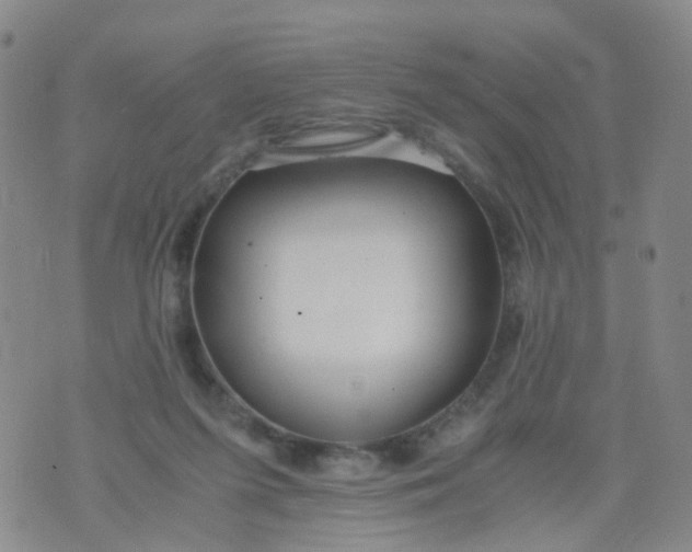 X0000073920215200609011817