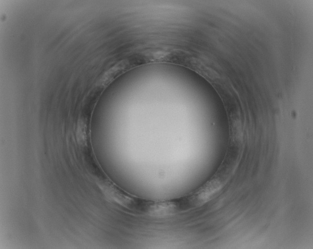 X0000073920274200609011817