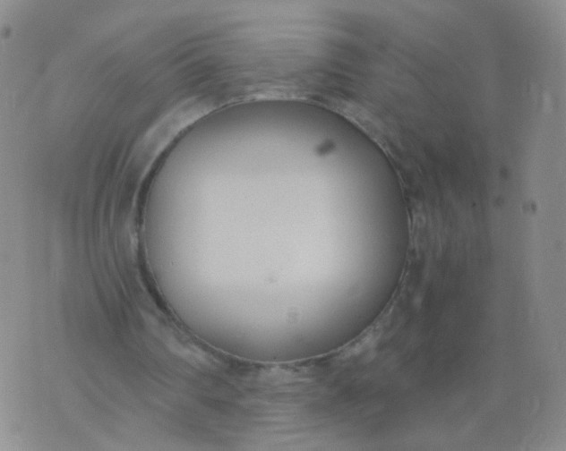 X0000073920290200609011816