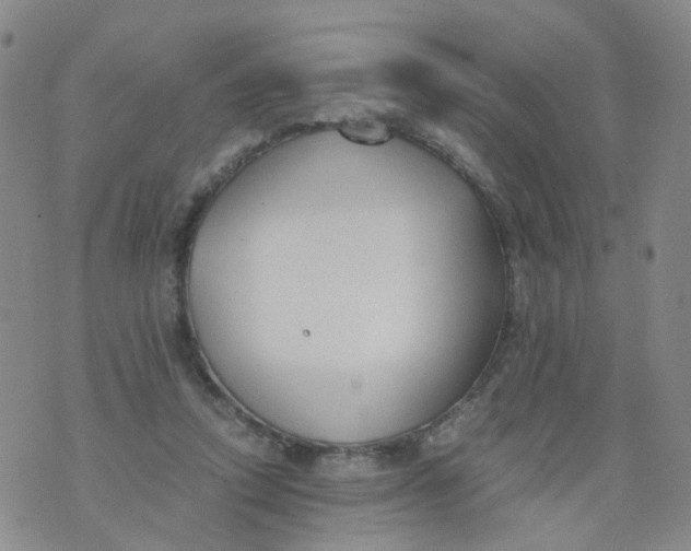 X0000073920354200609011815