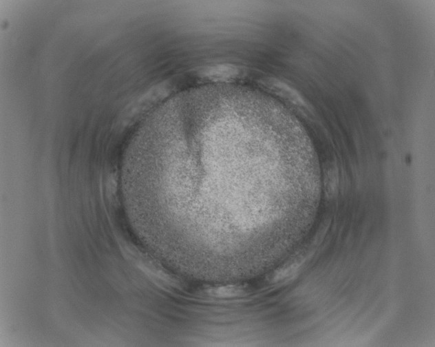 X0000073920365200609011815