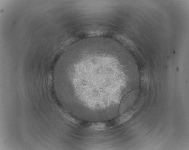 X0000073920369200609011815