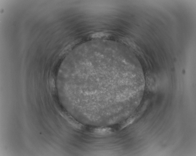 X0000073920375200609011815